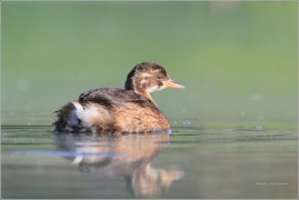 <p>POTÁPKA MALÁ (Tachybaptus ruficollis)</p>